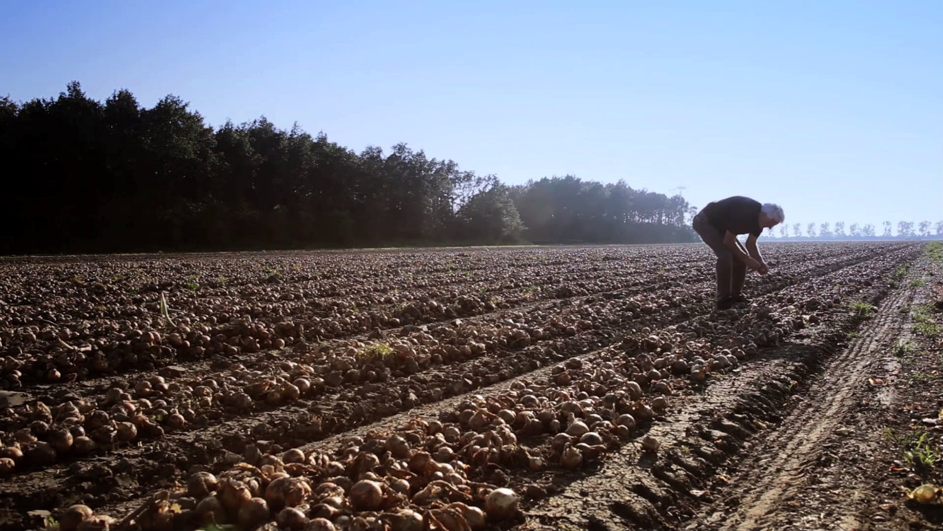 Albert Heijn - still 2